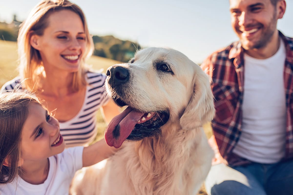 Streicheleinheiten von der ganzen Familie Ein Golden Retriever lässt sich von seiner ganzen Familie streicheln.
