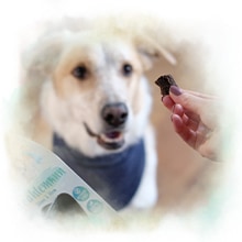 Strahlemann Ein Hund wartet brav auf einen Strahlemann als Leckerli.