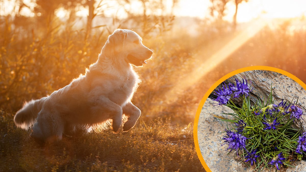 Ein Hund spring über eine Wiese. Daneben ist das Bild der Teufelskrallen Pflanze eingeblendet. 