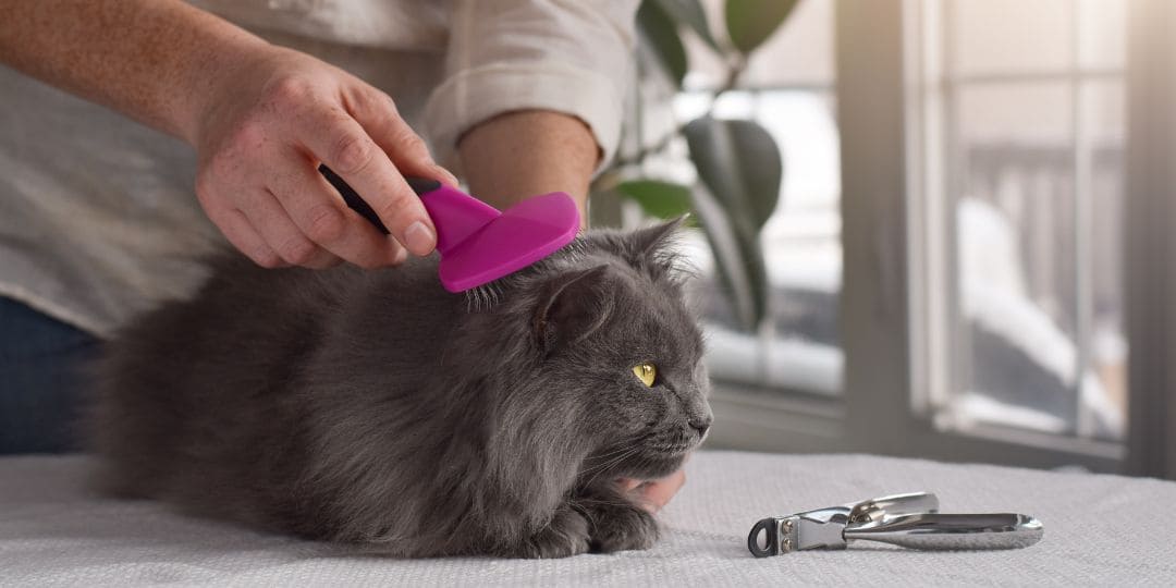 Katze bürsten Einer Katze wird mit einer pinken Bürste das Fell gebürstet
