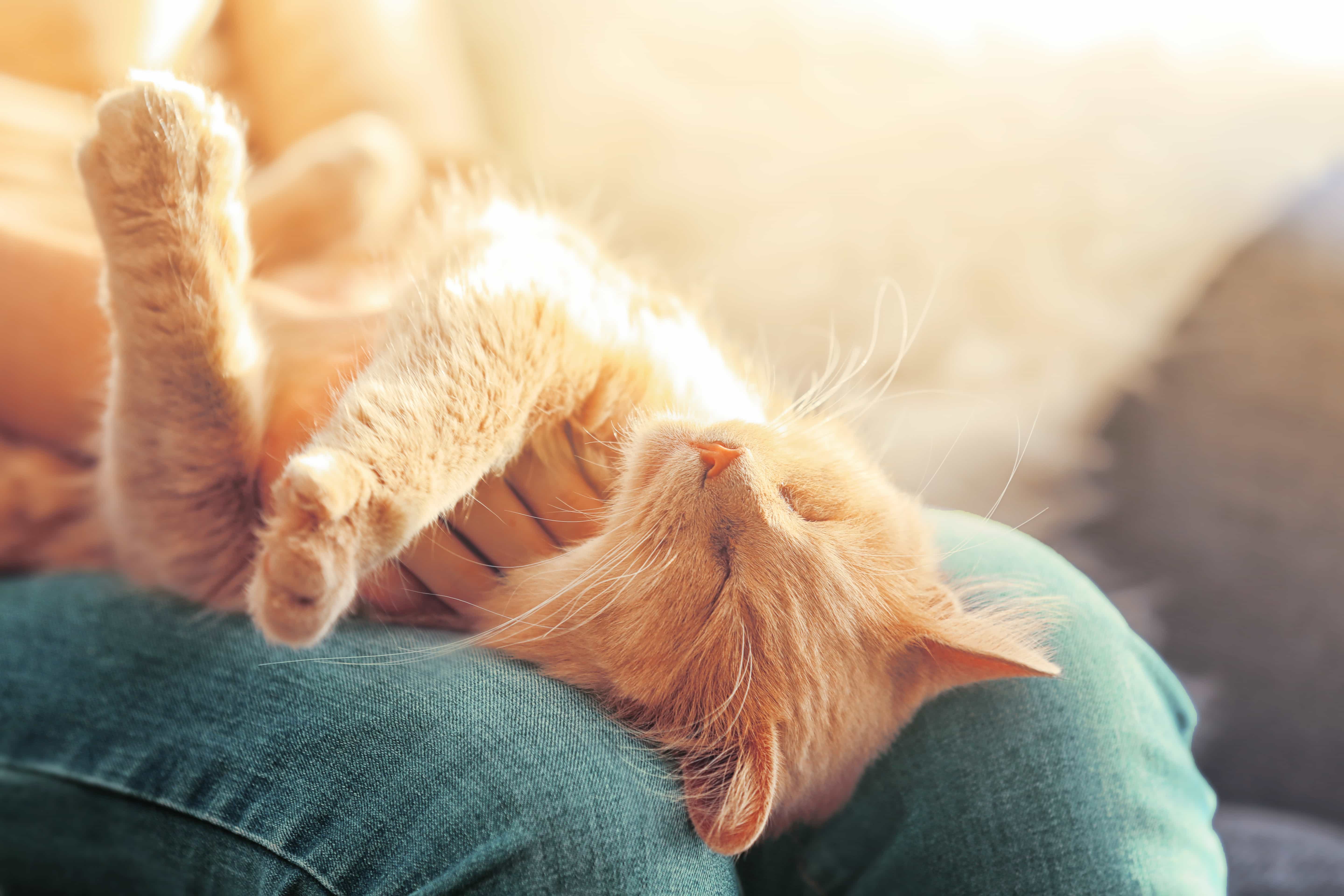 Katze auf dem Schoß Eine Katze hat es sich auf dem Schoß eines Menschen gemütlich gemacht.