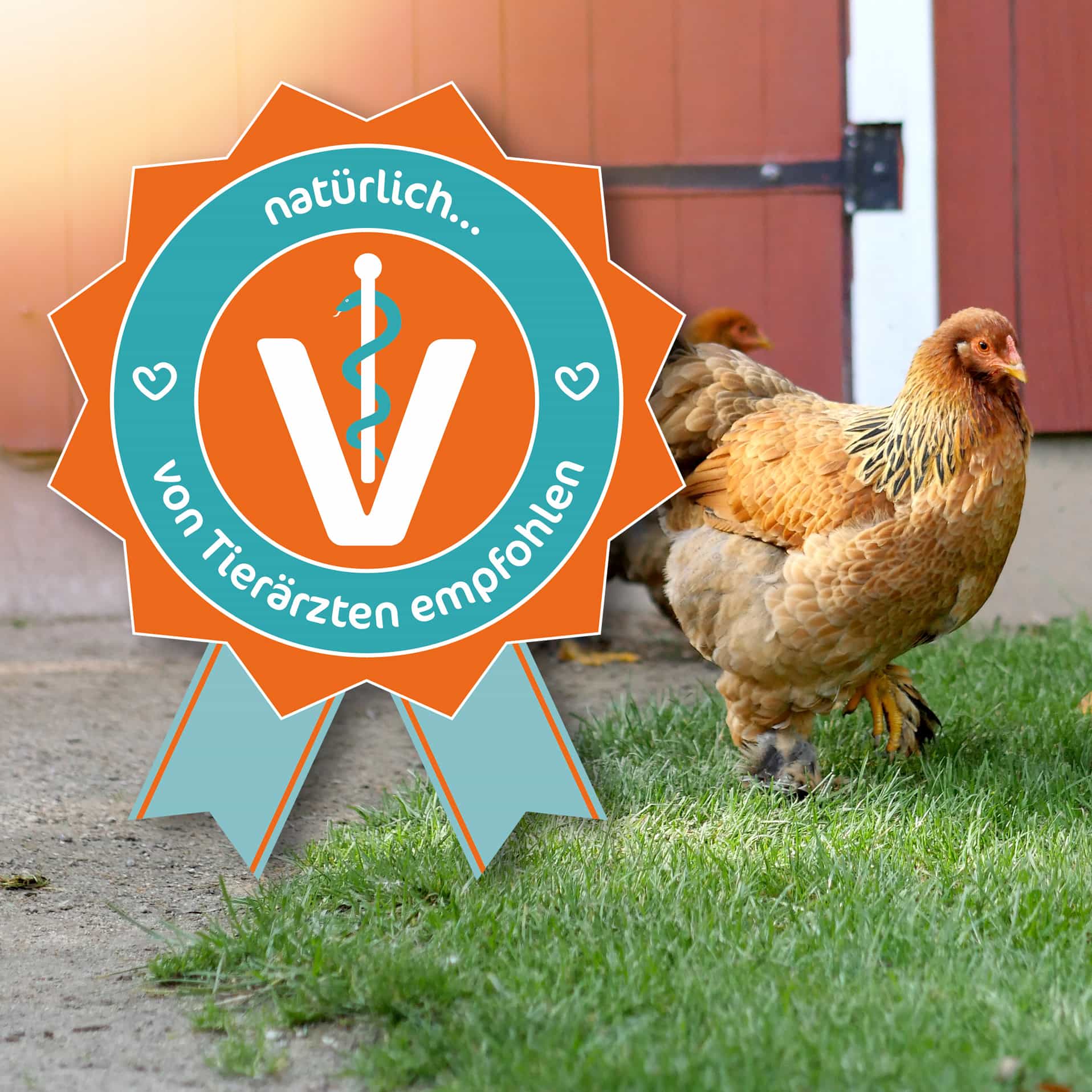 Von Tierärzten empfohlen Im Hintergrund läuft ein Huhn und im Vordergrund steht 'natürlich...von Tierärzten empfohlen'