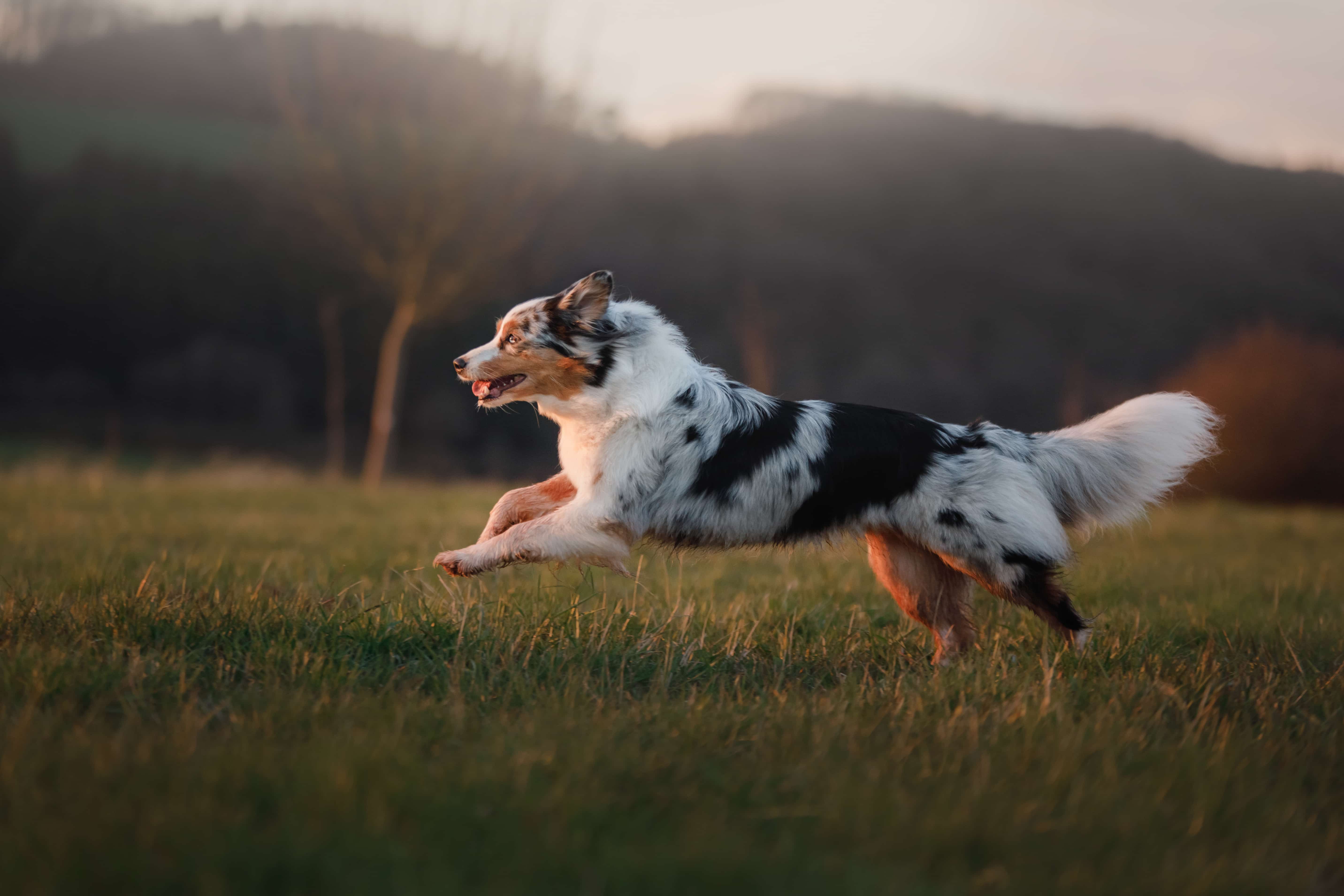 Ein Hund rennt über eine Wiese