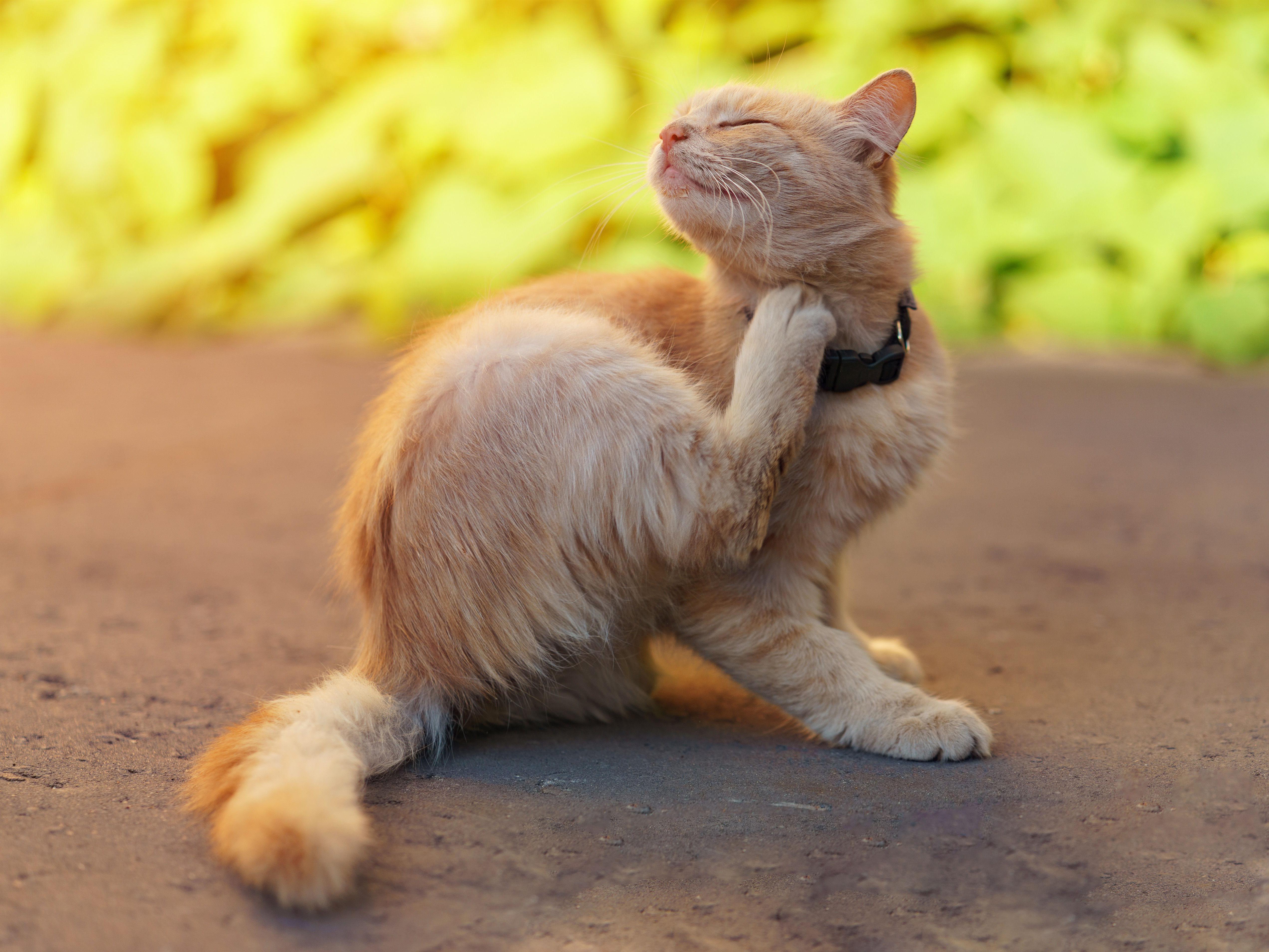 Katze kratzt sich Eine Katze kratzt sich mit der Hinterpfote am Hals.