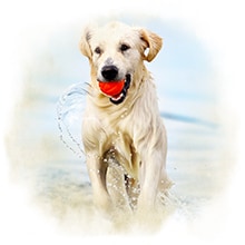 Hund im Wasser Ein Hund spielt mit einem Ball im Wasser