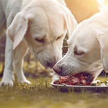 Hunde am Barfen Zwei Hunde beim Fressen ihrer Barf Ration