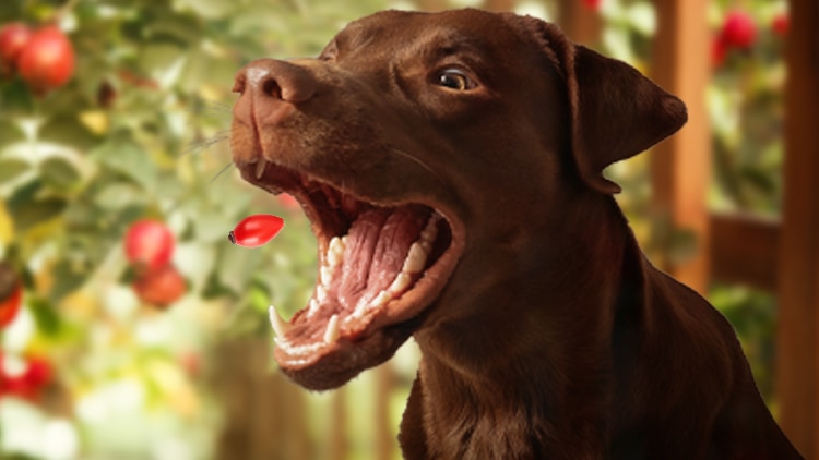 Hagebuttenpulver-Hund-Katze-Pferd Ein Hund freut sich über das Hagebuttenpulver