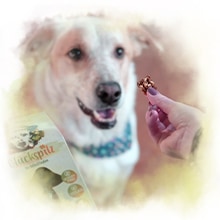 Hund Bekommt Leckerli Ein Hund macht Sitzt und wartet bis er ein Leckerli bekommt.