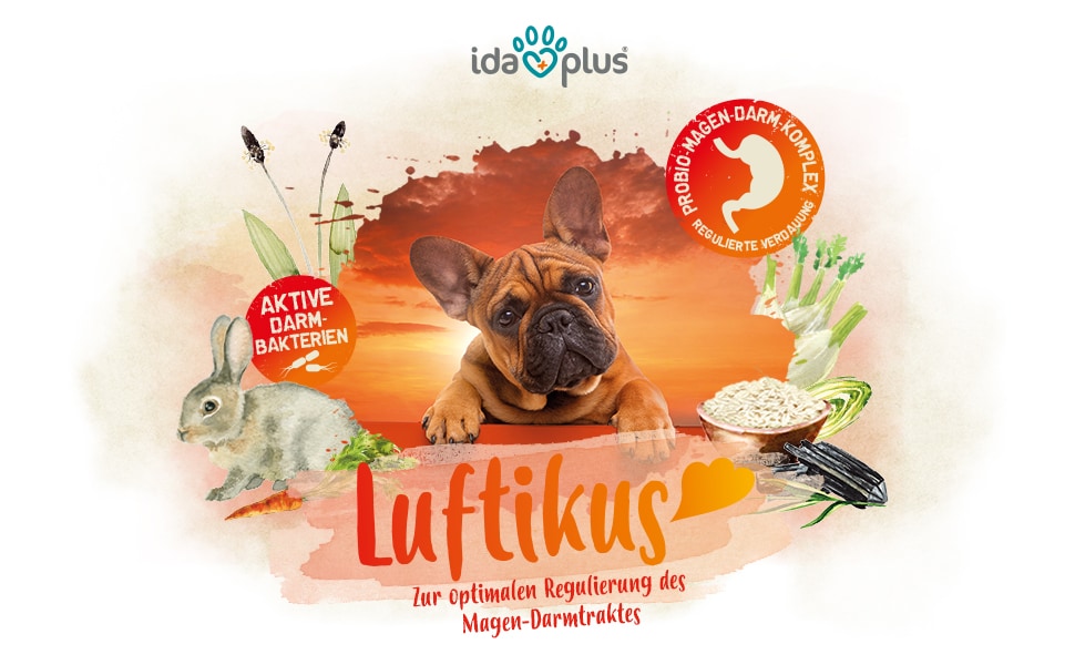 Luftikus A+ Header Ein Mops guckt mit Schrägen Kopf in die kamera. Darunter steht: 'Luftikus' 'Zur optimalen Regulierung des Magen-Darmtrakts'