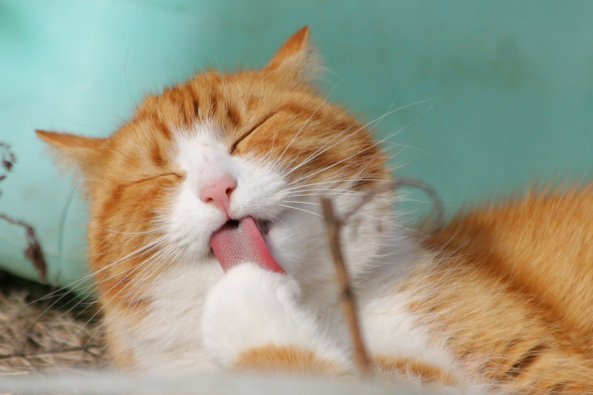 Katze leckt die Pfote Eine Katze leckt sich die Pfote