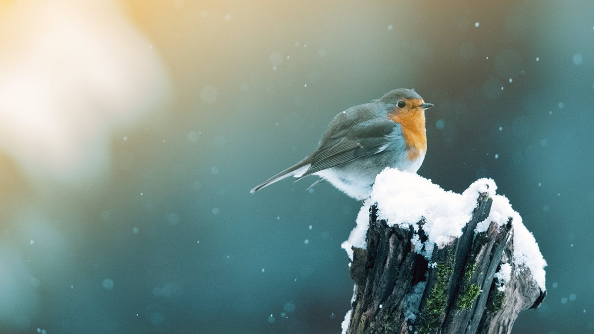 Hilfe für unsere Gartentiere im Winter