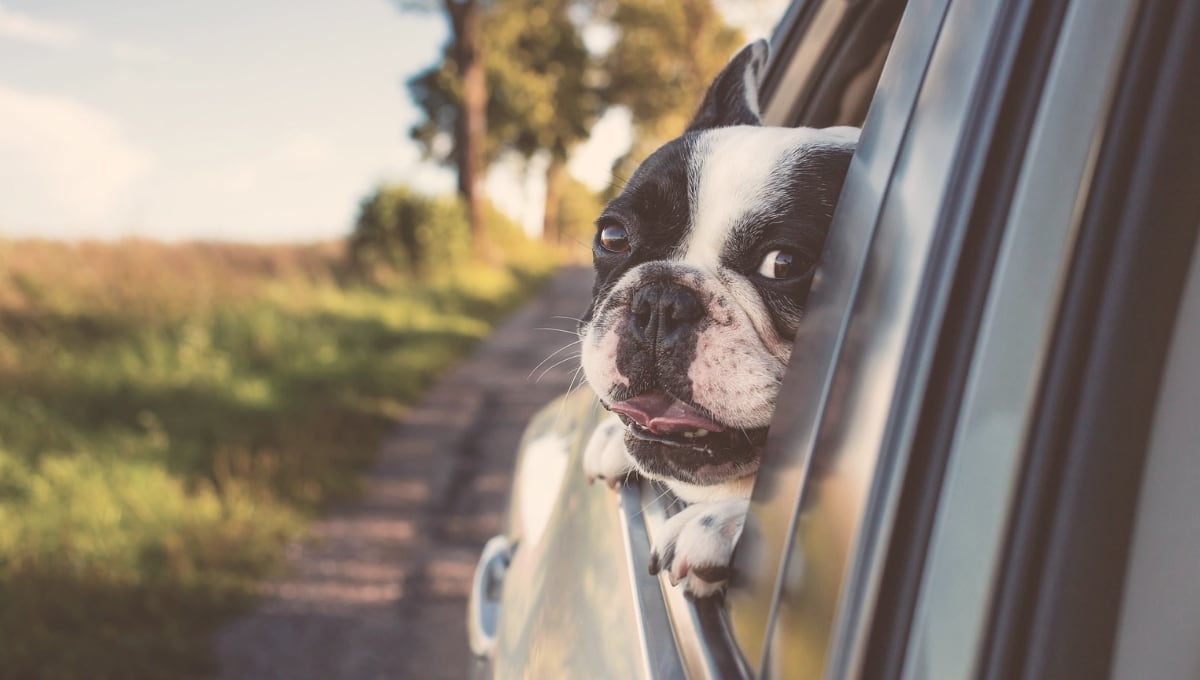Hund bei Autofahrt Ein Hund guckt während der Autofahrt aus dem Fenster.