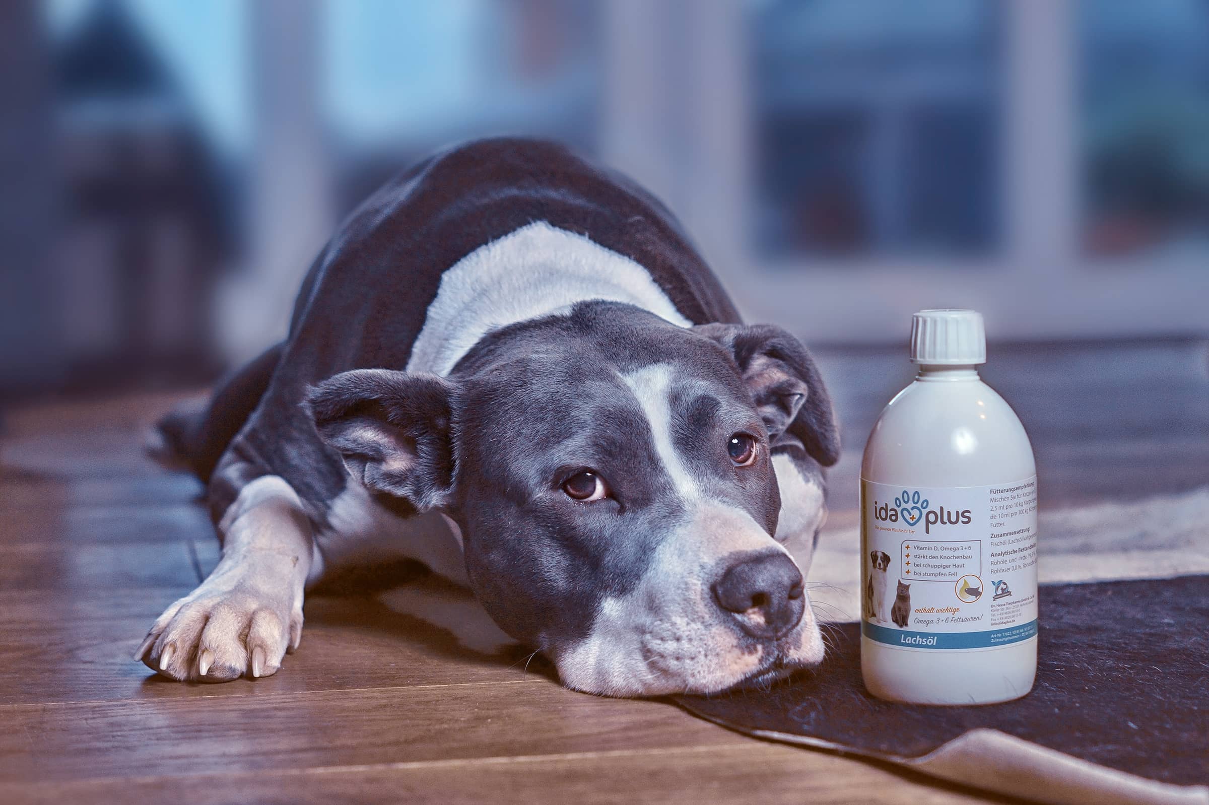 Staff Bullterrier Ein Bullterrier liegt gemütlich neben einer Ida Plus Flasche.