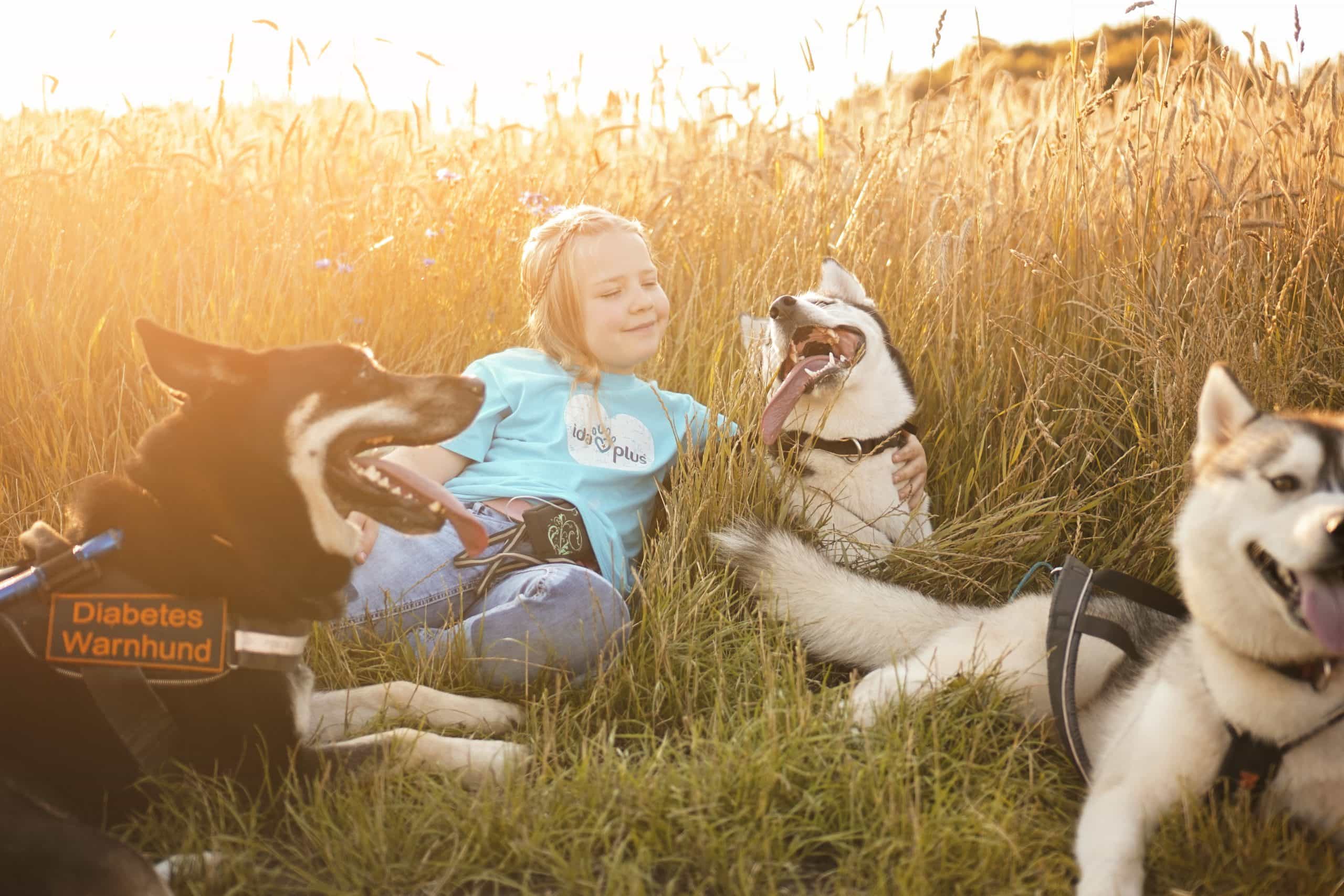 Huskys kuscheln auf der Wiese Ein junges Mädchen Kuschelt mit drei Huskys auf dem Boden einer Wiese.