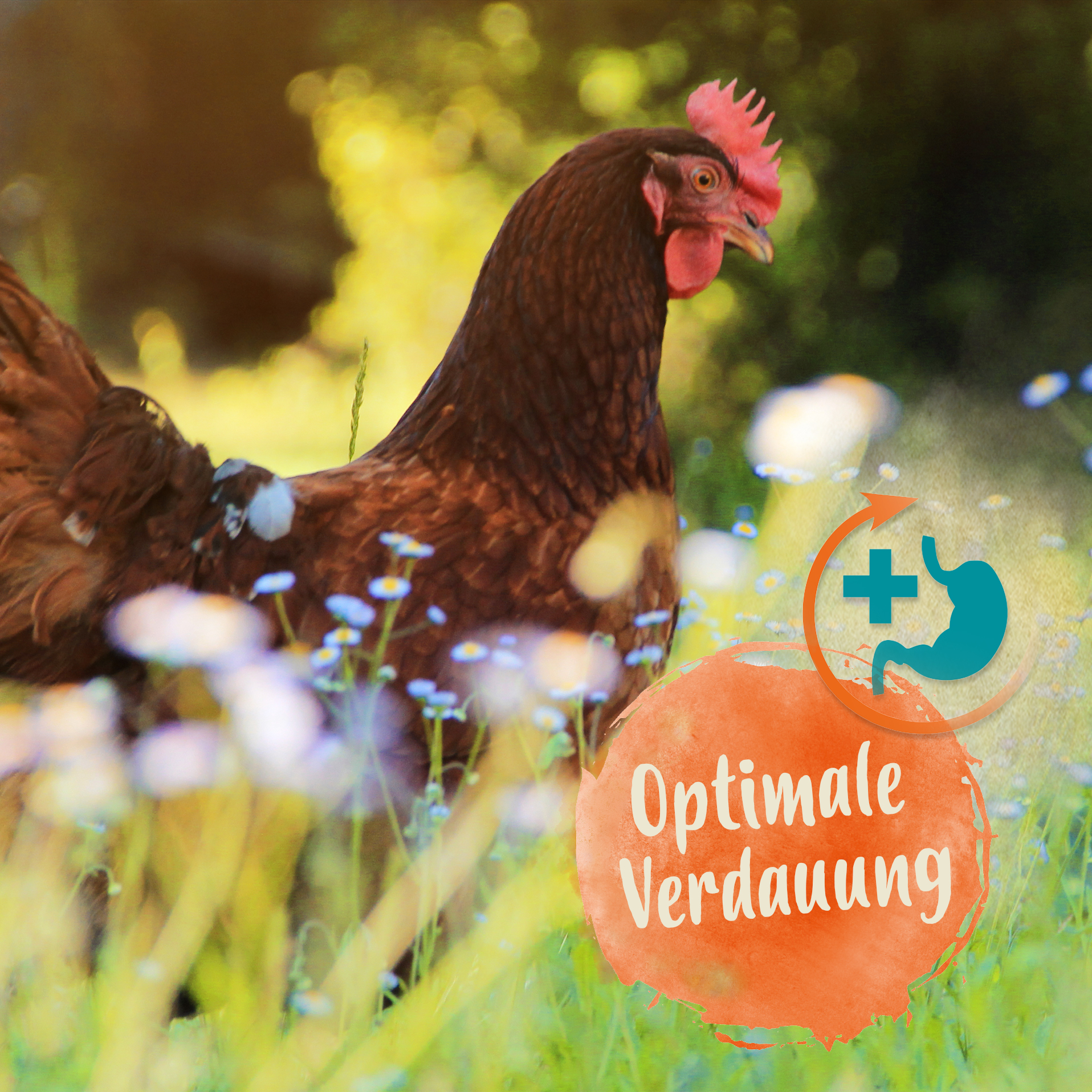 Orega Plus - Oregano Öl für Hühner unterstützt die Verdauung & Darmflora Orega Plus - Oregano Öl für Hühner unterstützt die Verdauung & Darmflora
