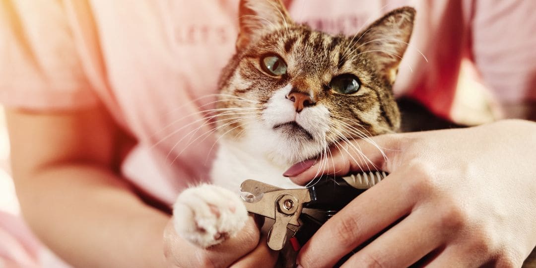 Einer Katze werden die Krallen geschnitten