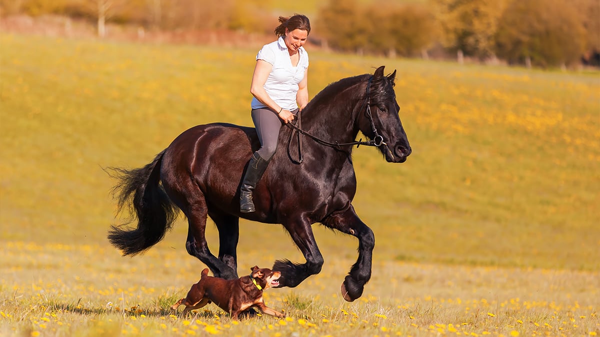Zu dritt im Galopp Eine Frau reitet auf ihrem Pferd über eine Wiese und neben ihnen läuft noch ein Hund mit.