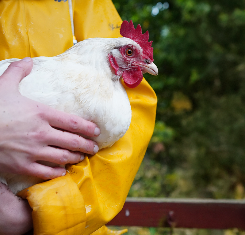 Huhn Hannelore