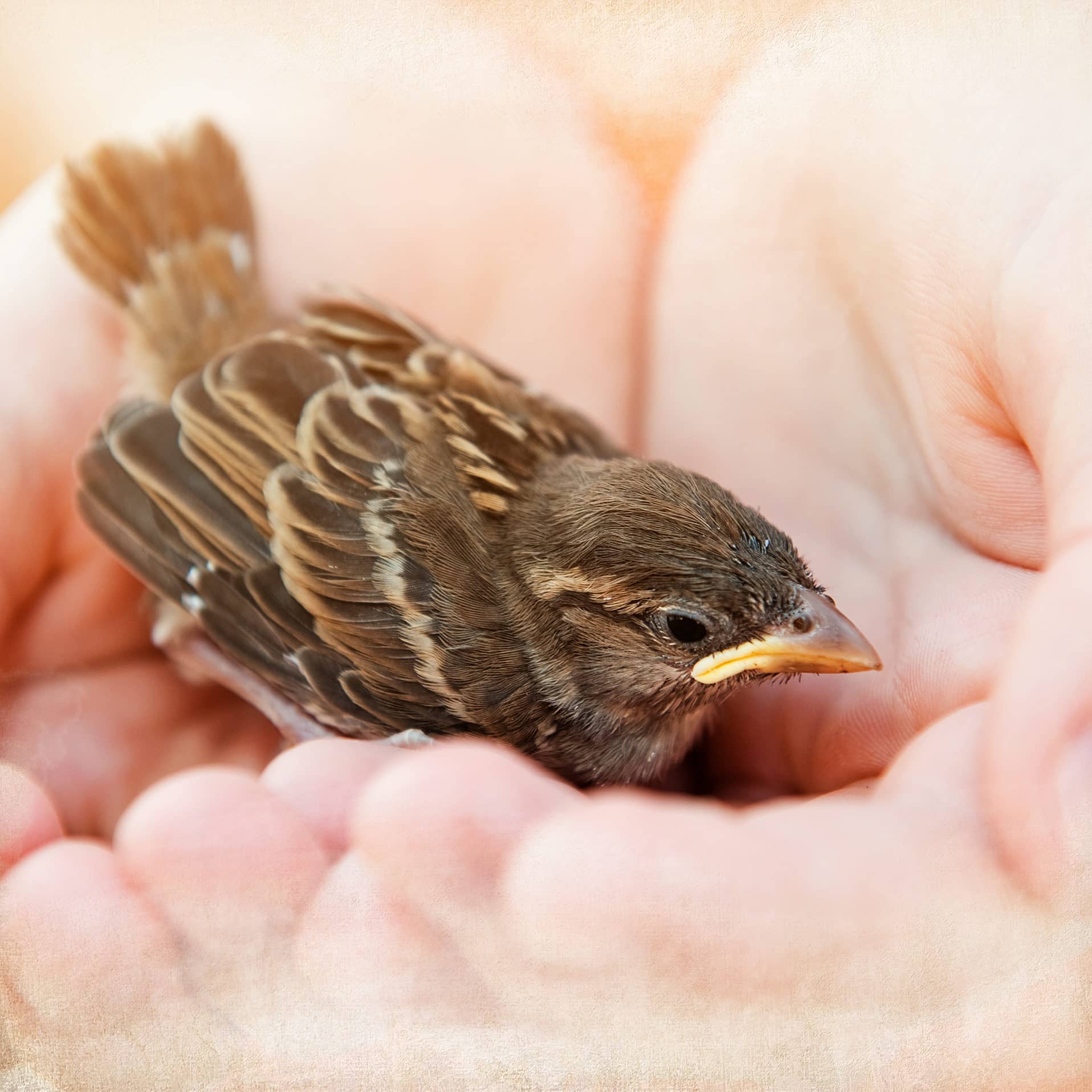 Vogelstreufutter ohne Weizen für Wildvögel - Ganzjahres Vogelfutter - 20 Kg Vogelstreufutter ohne Weizen für Wildvögel - Ganzjahres Vogelfutter - 20 Kg
