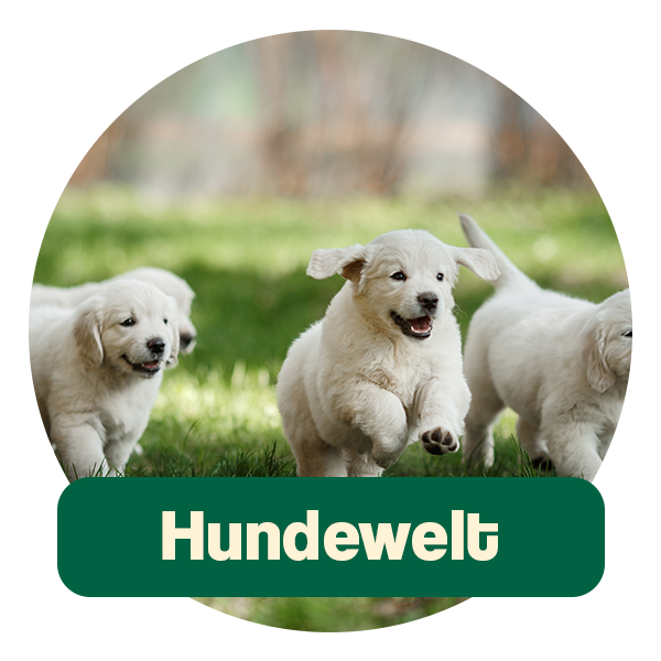 Ida Plus Hundewelt: Hier klicken, um zur Ida Plus Hundewebsite zu gelangen.