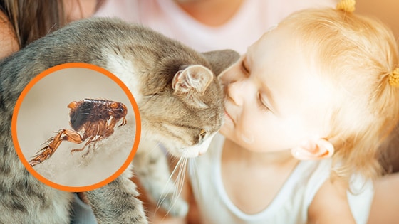Flöhe Katze Ein Kleinkind geht nah an eine Katze heran. Auf der Katze ist ein vergrößerter Floh zu sehen.