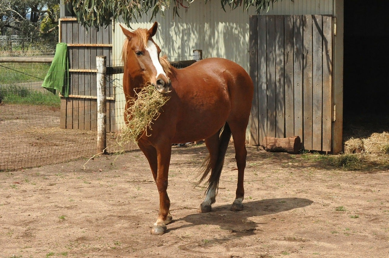 Pferd beim fressen Ein Pferd frisst Heu