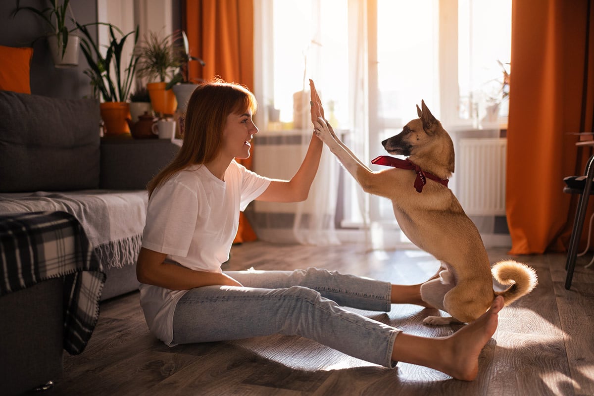 Hund beschäftigen Eine Frau gibt ihrem Hund ein 'Hightfive'