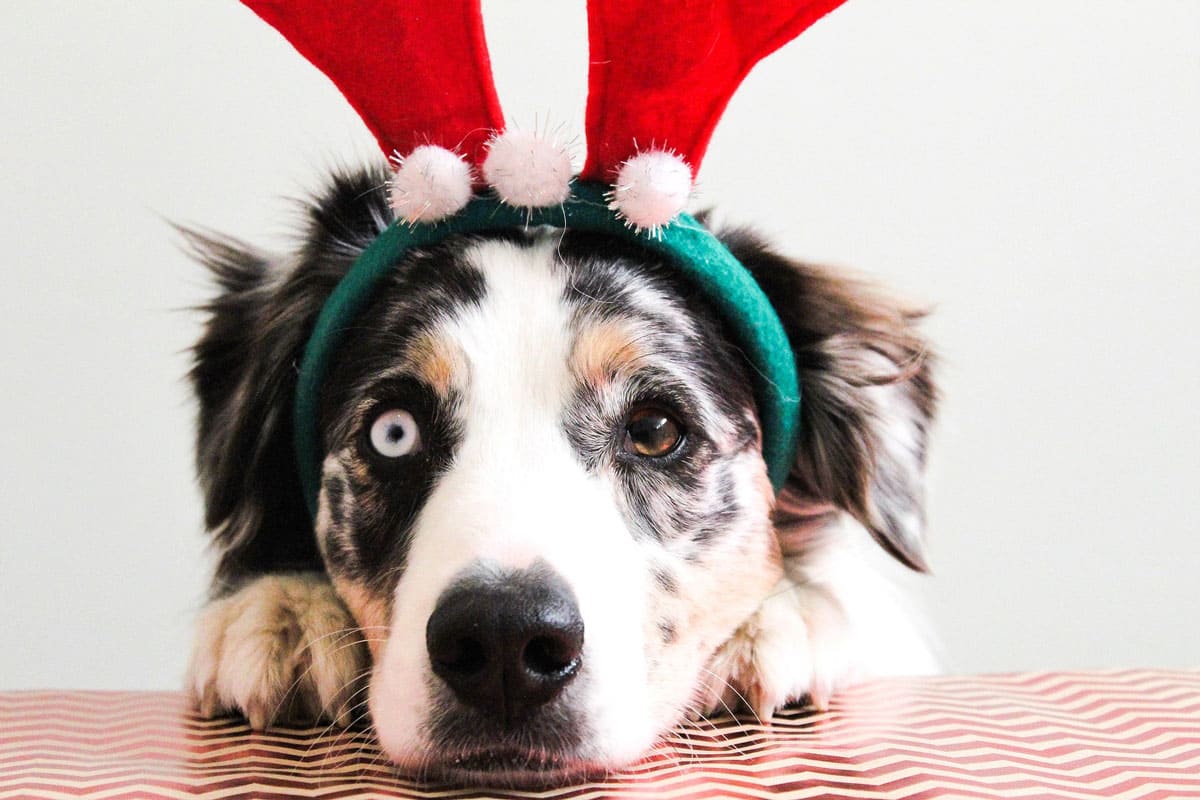 Weihnachten Hund Ein Weihnachtlicher Hund