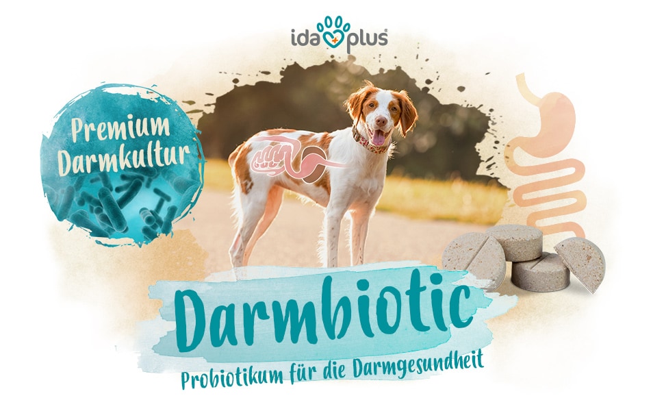 Ein Hund auf welchem der Verdauungstrakt eines Hundes abgebildet ist. Darunter steht: 'Darmbiotic' 'Probiotikum für die Darmgesundheit'