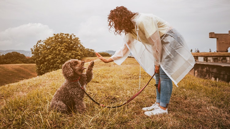 Hunde Highfive Ein Hund und dessen Frauchen geben sich die Hand beziehungsweise die Pfote.