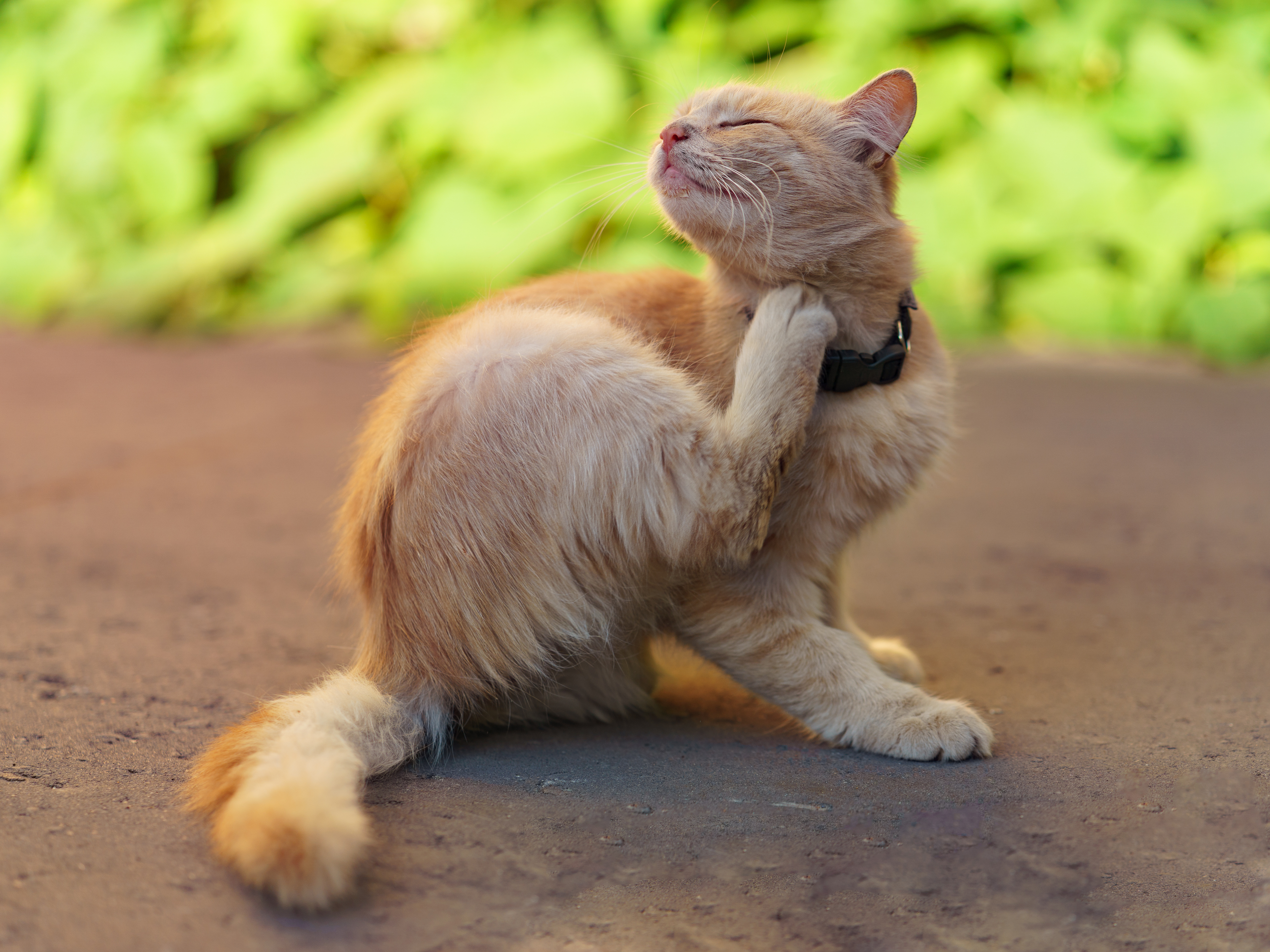 Katze kratzt sich Eine Katze kratzt sich mit der Hinterpfote am Hals.
