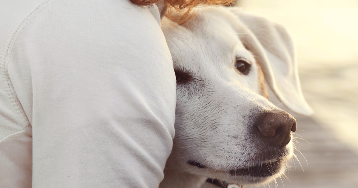 Hund Gesicht Hund wird von seinem Frauchen umarmt.