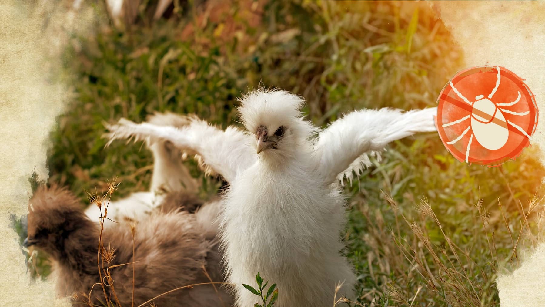 Milbenbefall Ein Seidenhuhn schlägt mit den Flügeln.