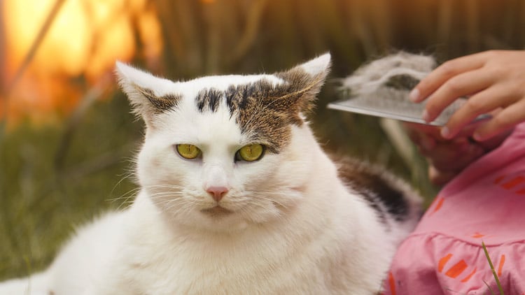 Katzenfell bürsten Eine Katze bekommt das Fell gebürstet