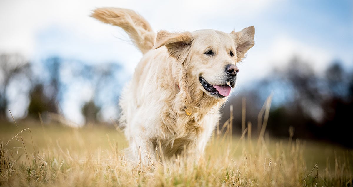 Golden Retriever rennt Ein Golden Retriever rennt über eine Wiese.t