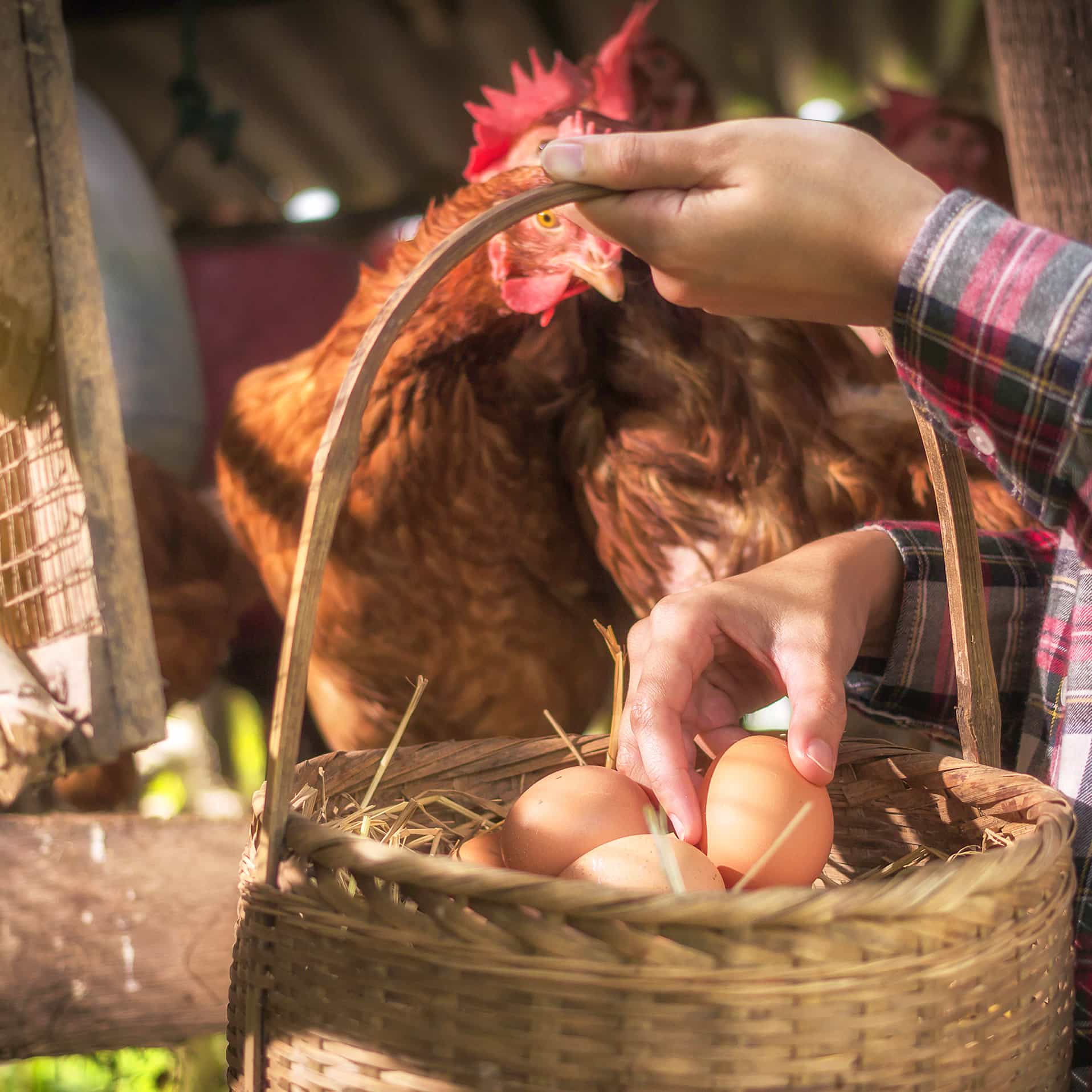 Eier Sammeln Ein Huhn sieht dabei zu, wie Eier in einen Holz Korb einsortiert werden.