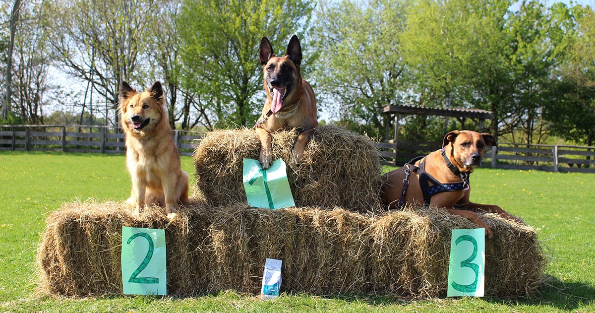 Hunde Siegerehrung Ein Podest aus Heuballen. Mit den Plätzen eins bis drei. Auf jeder Stufe des Podests sitzt ein Hund.