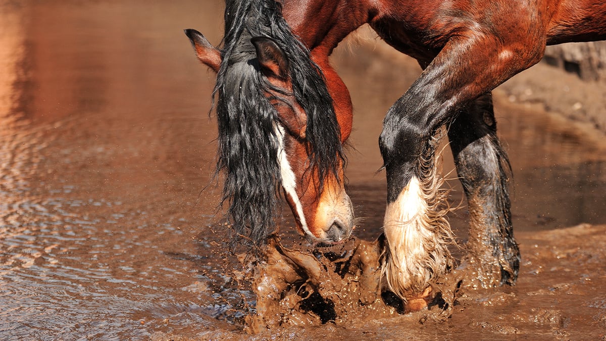 Ein Pferd plantscht im Wasser.