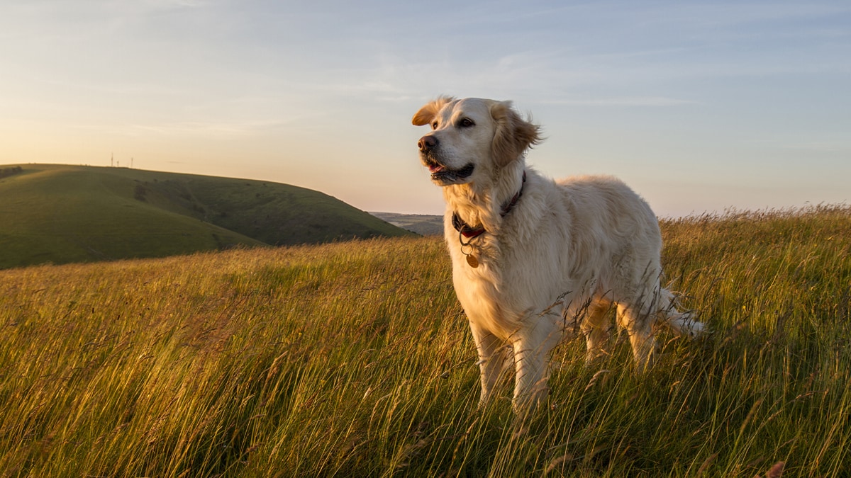 Hund Wildwiese Ein Hund steht im offenen Wind auf einer großen Wildwiese.