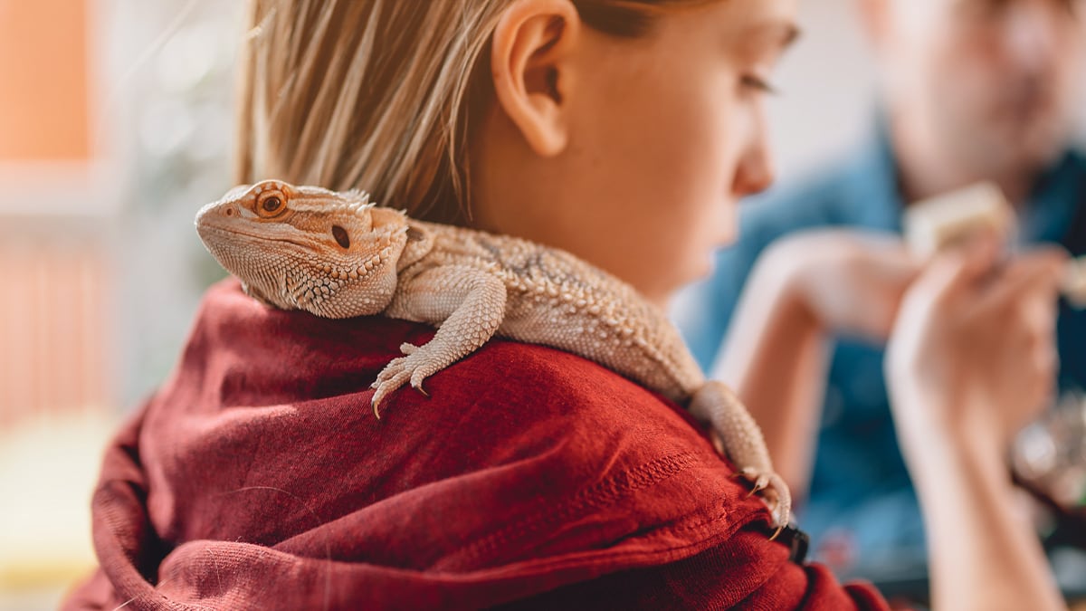 Reptil auf der Schulter Ein Reptil sitzt bei einem Mädchen auf der Schulter