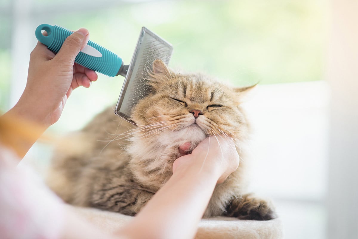 Katze bekommt das Fell gebürstet Einer Katze wird das Fell gebürstet.