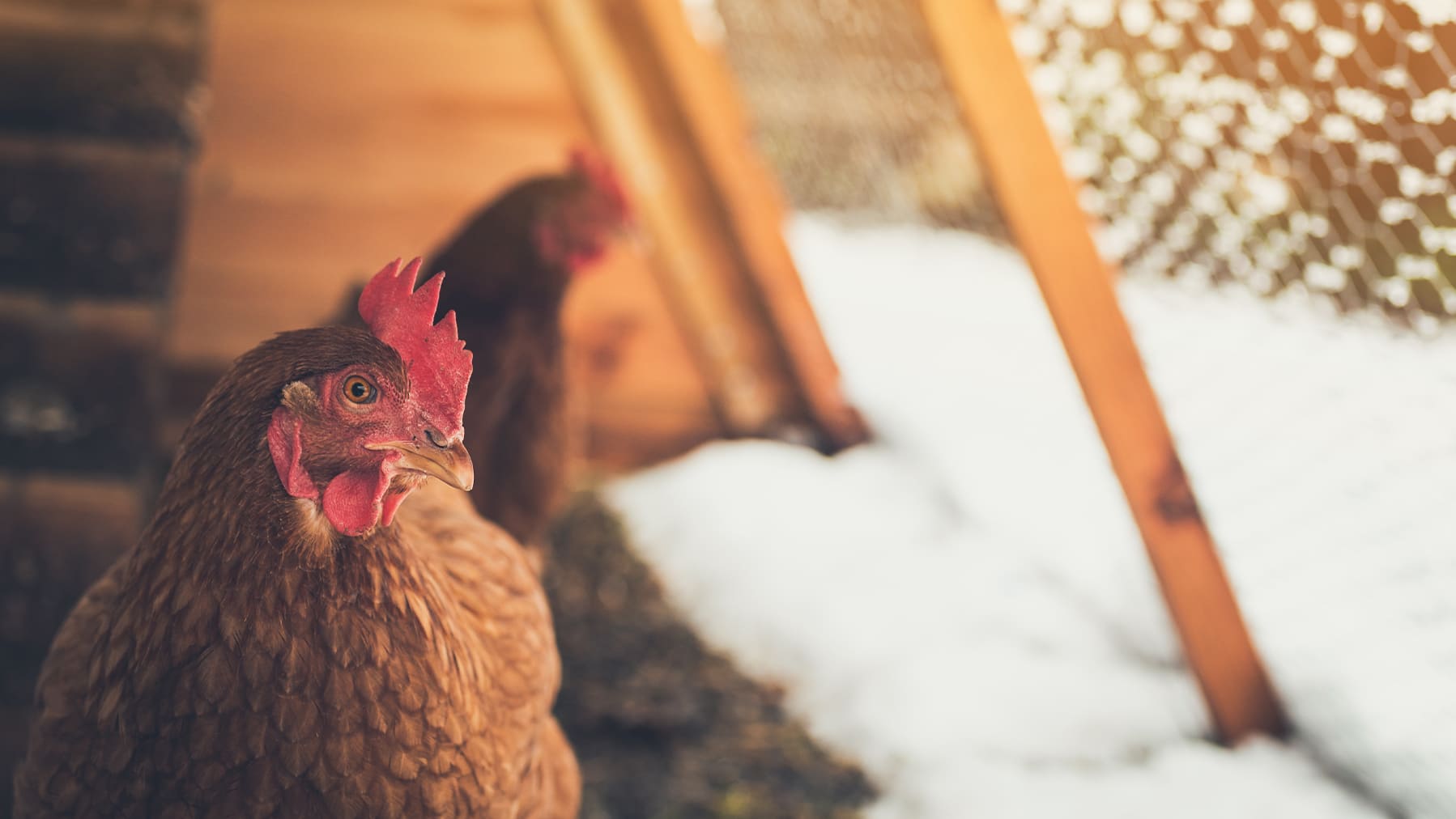 Hühnergrippe & Stallpflicht - Beschäftigungstipps für deine Hühner