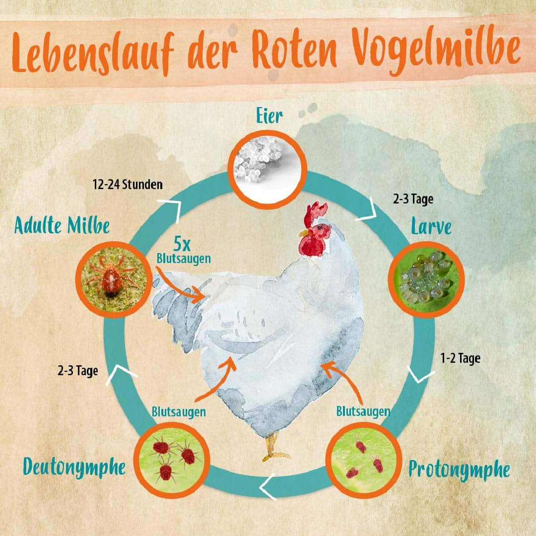 Woran Erkennst Du Milben Bei H hnern CKPCC woran-erkennst-du-milben-bei-h-hnern-ckpcc
