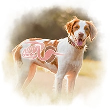 Verdauungstrakt Hund Ein Hund auf welchem der Verdauungstrakt eines Hundes abgebildet ist.
