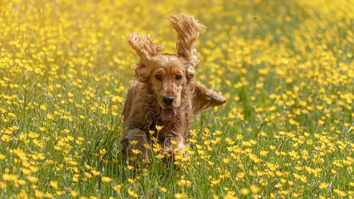 Hund in Blumenwiese Ein Hund rennt über eine Blumenwiese.