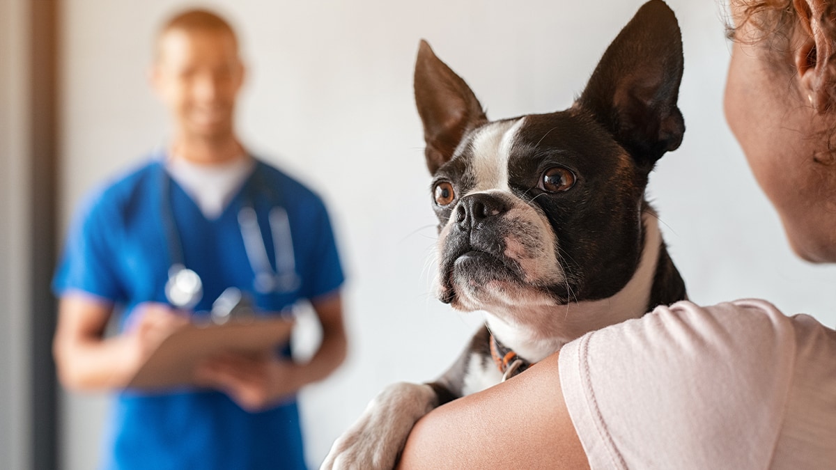 Hund beim Tierarzt Ein Hund ist bei seinem Besitzer auf den Arm und schaut hinten über dessen Schulter. Im Hintergrund ist ein Tierarzt zu sehen.