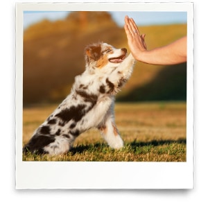 Welpe Highfive Ein Welpe macht ein Highfive mit einem Menschen.
