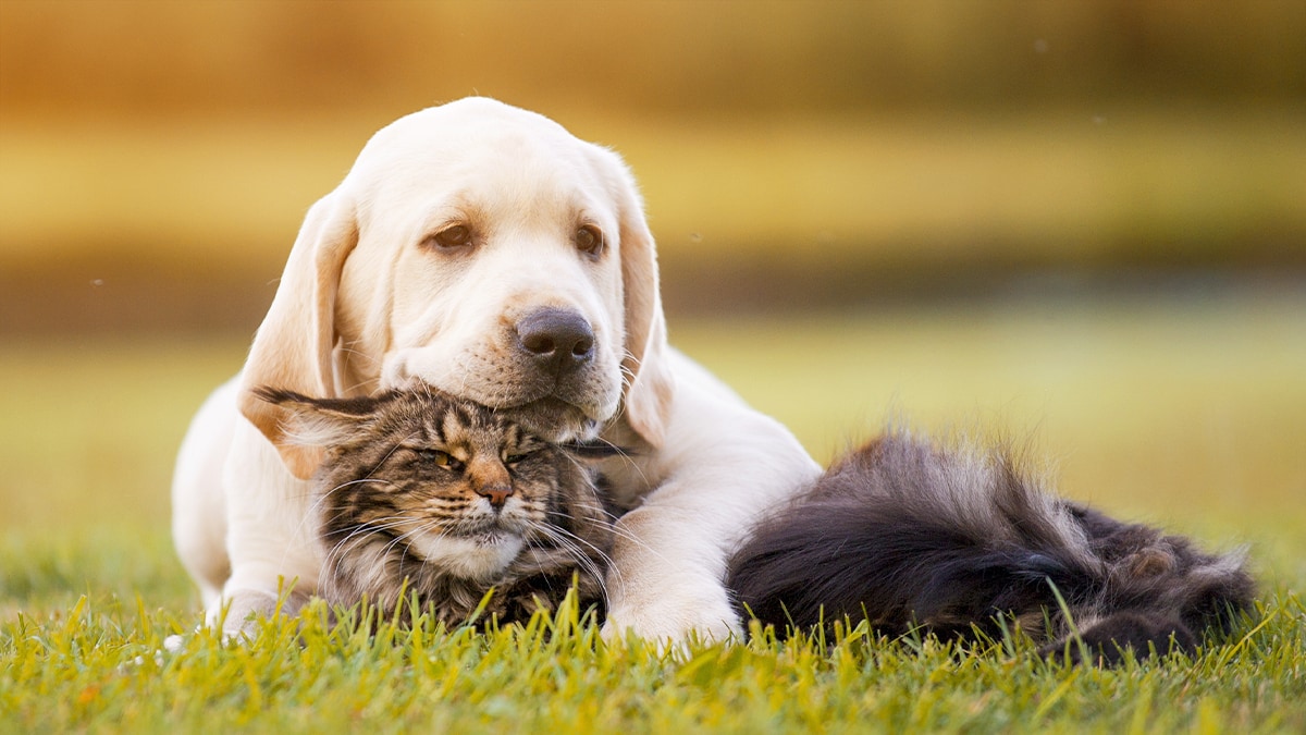 Hund und Katze auf Wiese Ein Hund kuschelt mit einer Katze auf einer Wiese.
