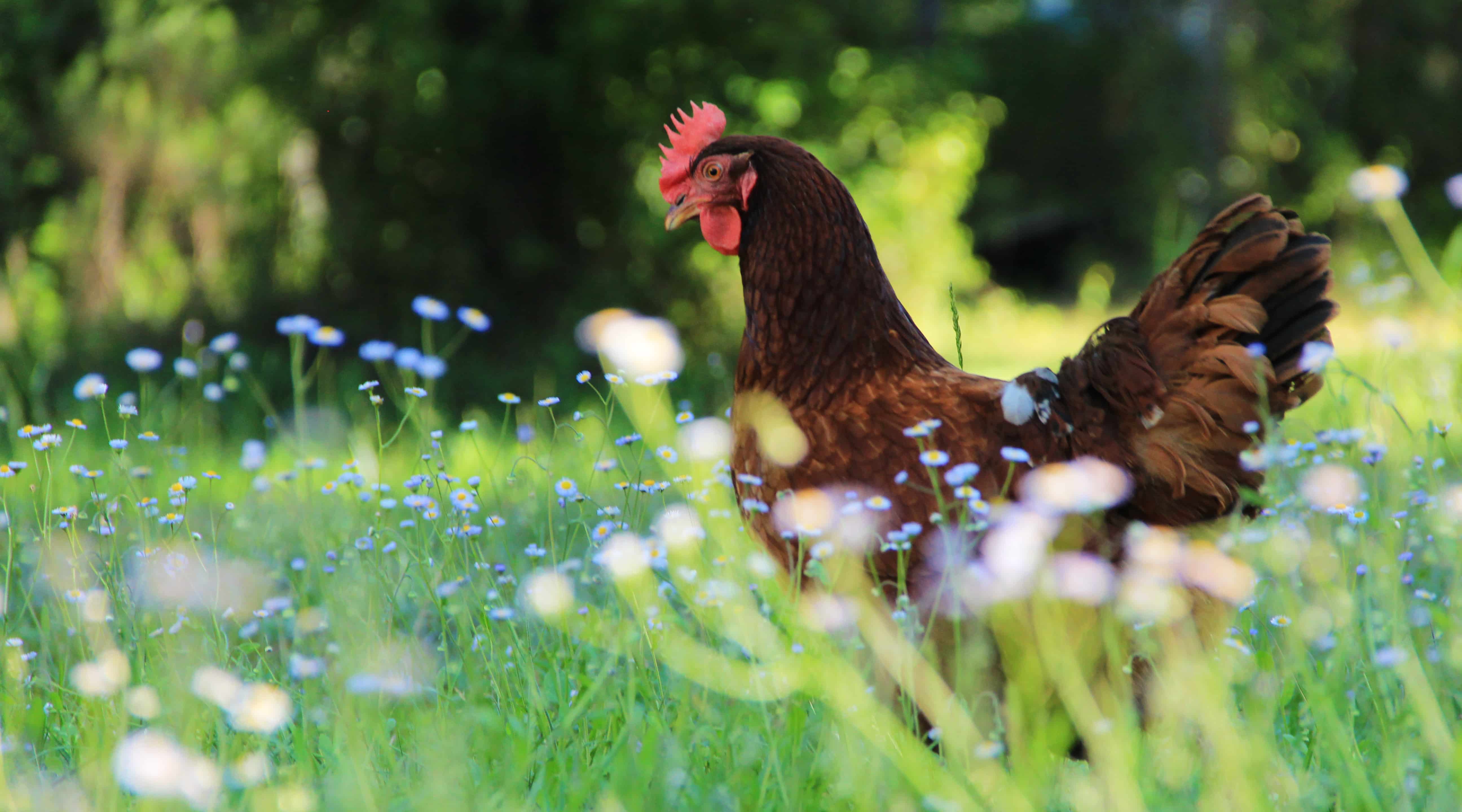 Huhn auf Wiese Ein Huhn auf einer Wiese