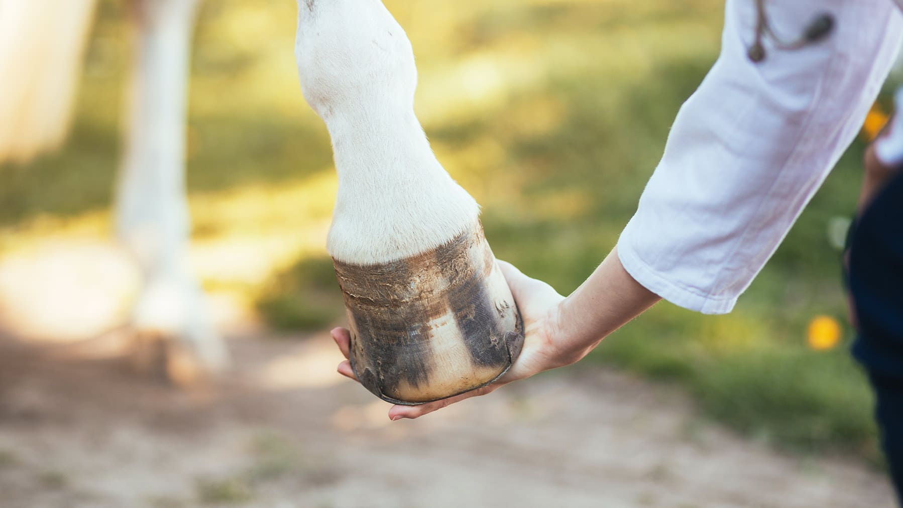 Hufe eines Pferdes Die Hufe eines Pferdes wird angehoben